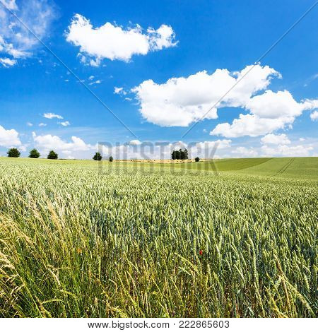 country landscape - green wheat field under blue sky in Picardy region of France in summer day
