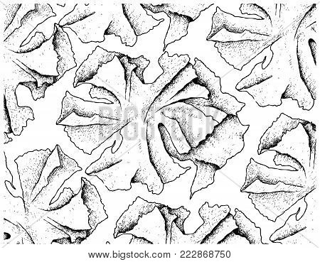 Sea Vegetables, Illustration Background of Hand Drawn Sketch Sea Lettuce Seaweed. High in Calcium, Magnesium and Iodine.