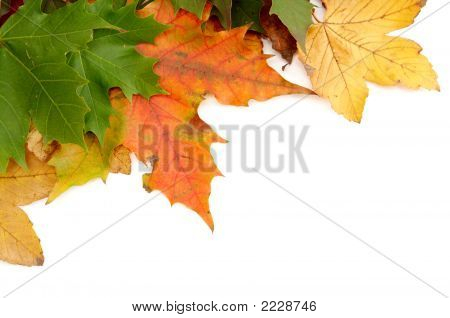 Красочные осенние листья