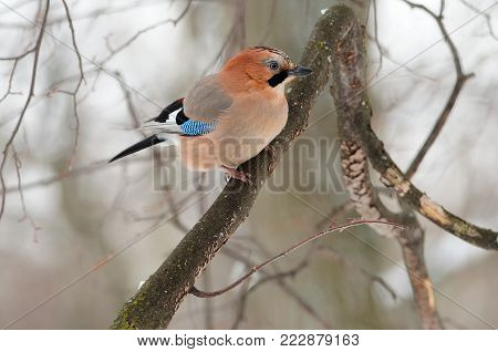 Eurasian jay (Garrulus glandarius) sitting on a branch in a forest.