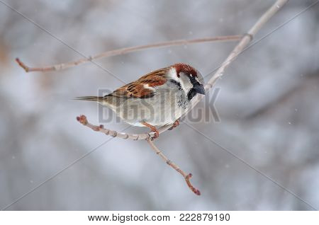Eurasian jay (Garrulus glandarius) sitting on a branch in a forest.