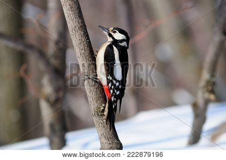 Eurasian jay (Garrulus glandarius) sitting on a branch in a forest.