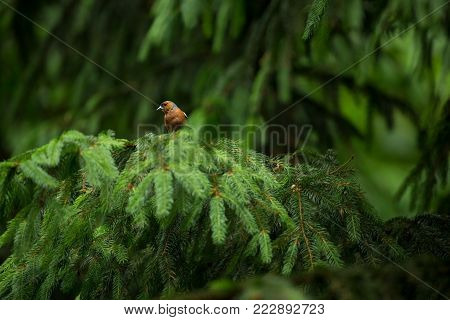 Fringilla coelebs. Photographed in the Czech Republic. Spring nature. From bird life. Bird on the tree. Green Tree. Beautiful picture. The wild nature of the Czech Republic. Europe. Czech Republic. Spring. Forest.
