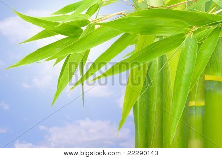 Plante