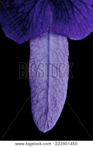 abstract purple flower look like a penis on black background, male sex symbol concept