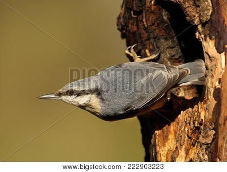 Eurasian Nuthatch (Sitta europaea) perching close to a tree hole, Scotland.
