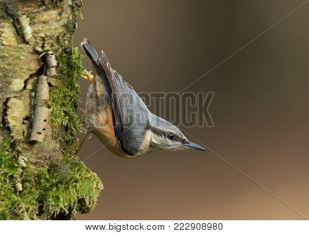 Eurasian Nuthatch (Sitta europaea) standing on a mossy tree trunk, Scotland.