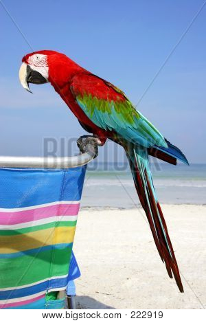 Guacamayo de playa