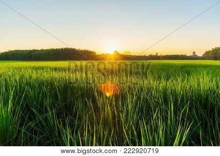 Rice field with fog and sunrise or sunset and flare over the sun in moning light
