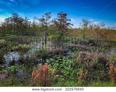 Autumn In The Swamps Of South Florida