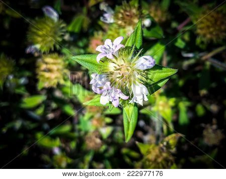 Tiny Purple Wildflower Named An Alligator Weed Flower - (alternanthera Philoxeroides)