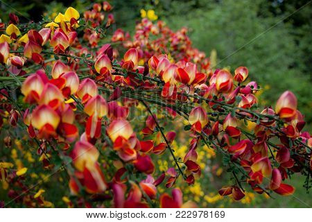 Red and yellow scotch broom in the spring