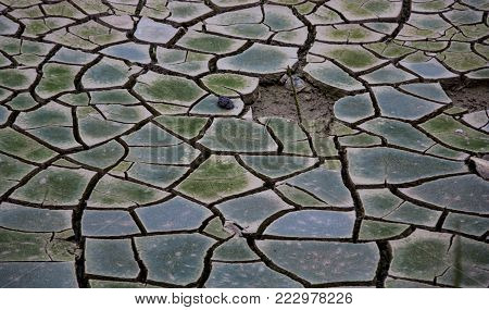 dry cracked mud with moss growing on it