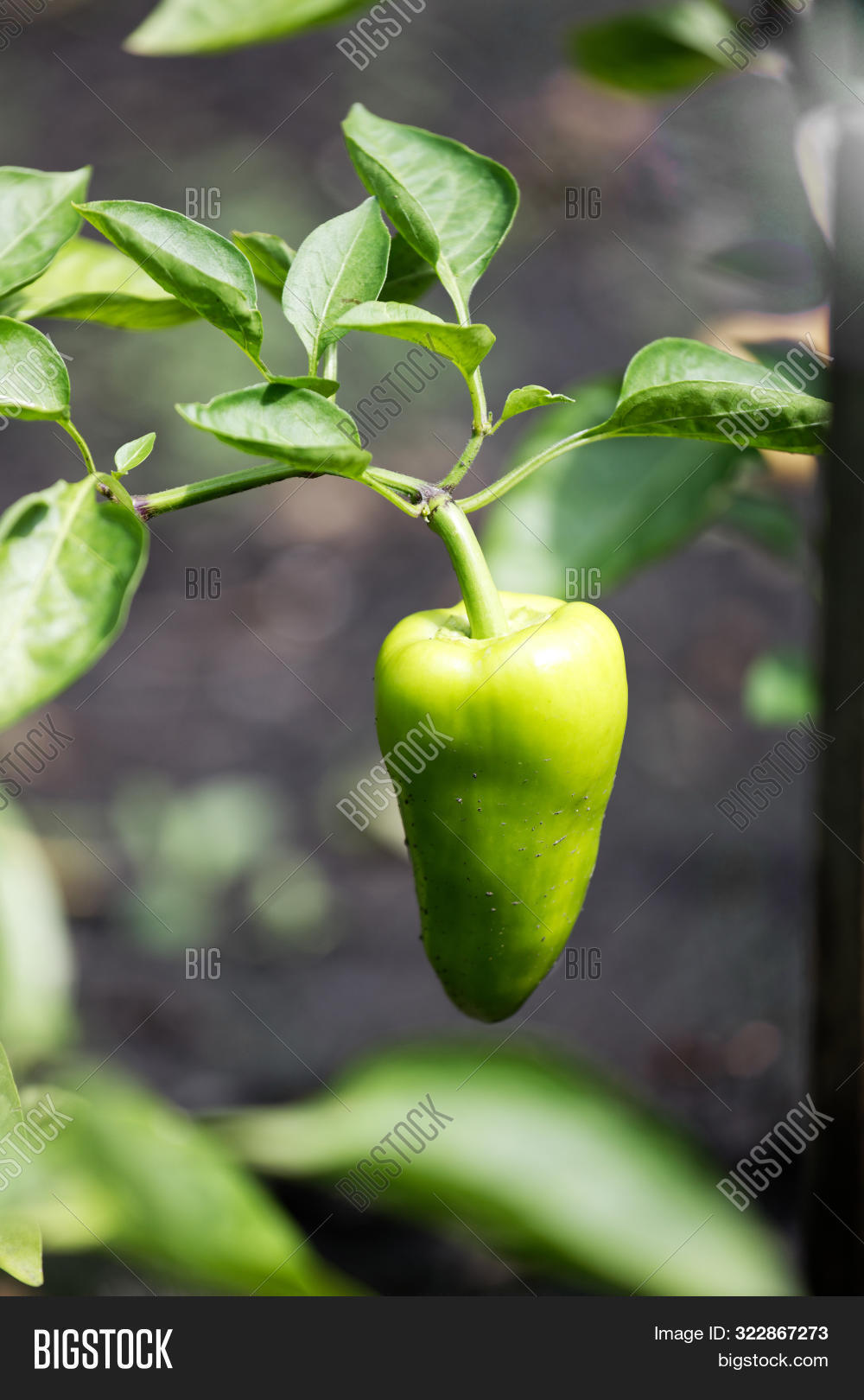 Imagen y foto Sweet Pepper Plant (prueba gratis) Bigstock