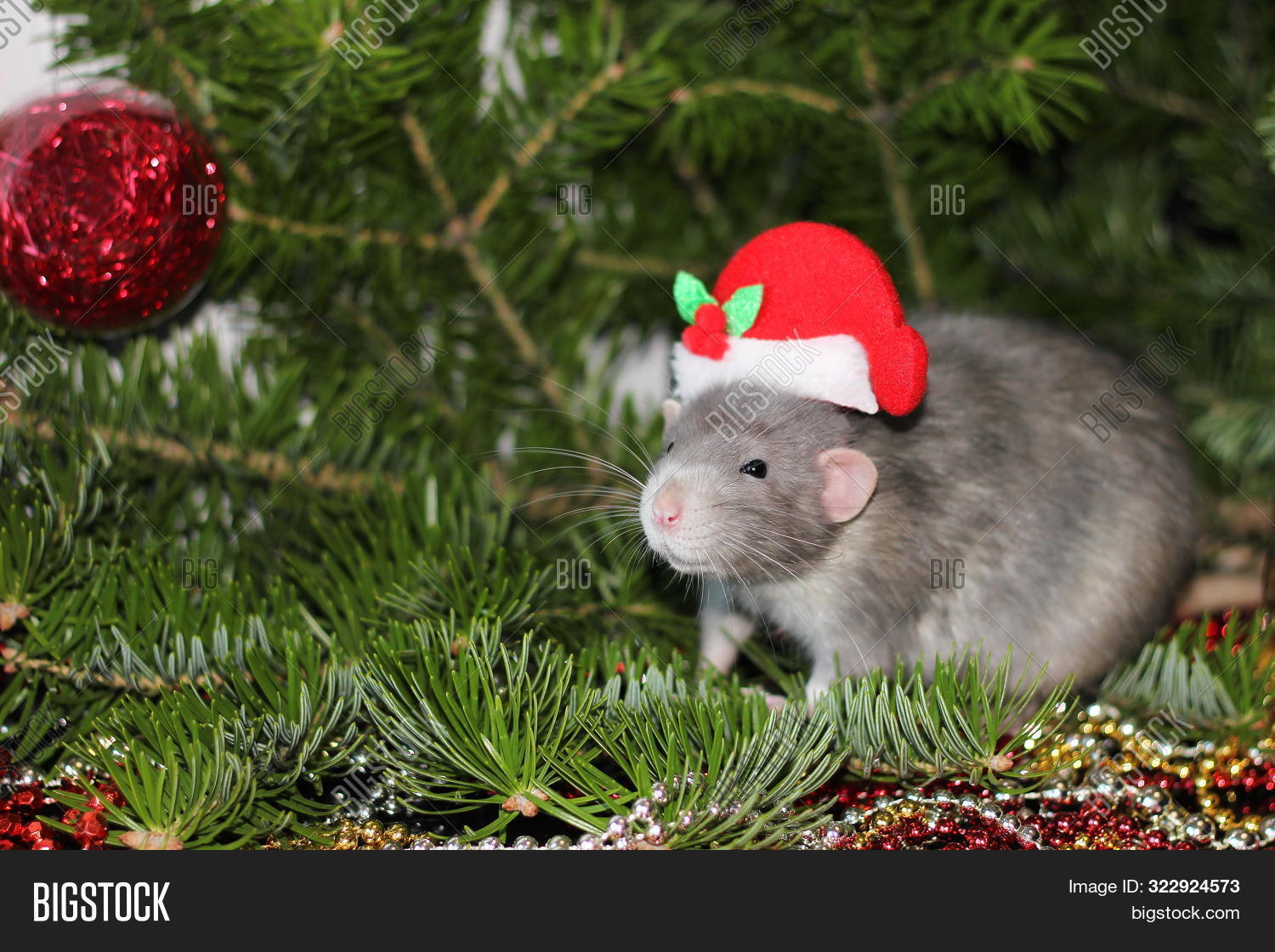 Rat Christmas Cap, Image & Photo (Free Trial) | Bigstock