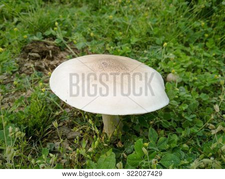 White Mushroom In The Grass. Close Up Of Poisonous Mushroom In The Forest. Dangerous Mushrooms. Macr