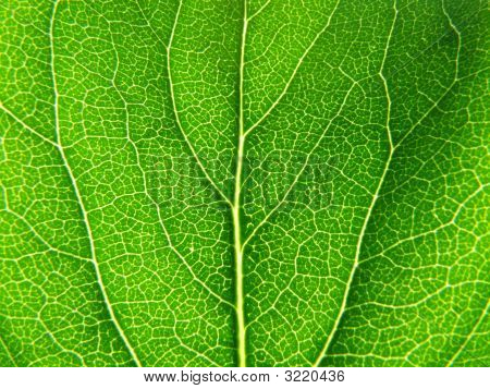 Leaf_Sir_001