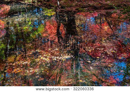 Colorful Fall Foliage Reflecting On Surface In Sunny Day In Kumobaike Pond, Karuizawa, Japan. Multic