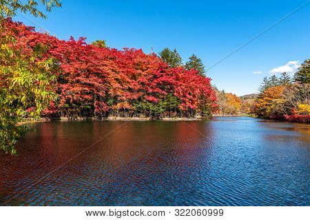 Kumobaike Pond Autumn Foliage Scenery View, Multicolor Reflecting On Surface In Sunny Day. Colorful 