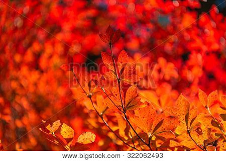 Close-up Enkianthus ( Dodan-tsutsuji ) Fall Foliage In Sunny Day. Beautiful Autumn Landscape Backgro