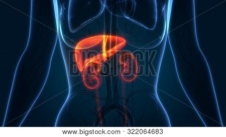 3d Illustration Of Human Internal Organs Liver And Kidneys Anatomy