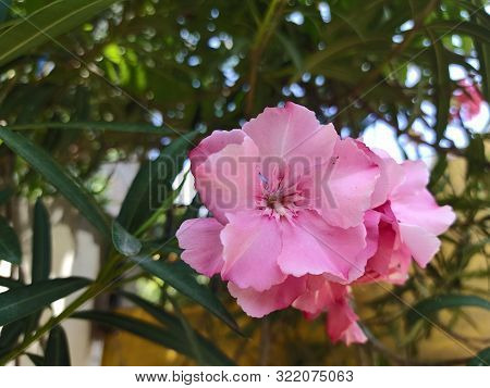 Cascabela Thevetia Is An Evergreen Tropical Shrub Or Small Tree. Its Leaves Are Willow-like, Linear-