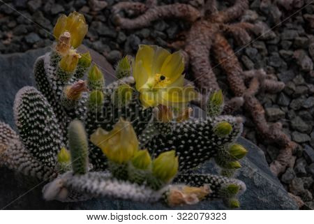 Cactus Plant. Opuntia Angel Wing Microdasys Albata Bunny Ears  Mouse Cactus Spiky Indoor Plant