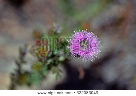 Pink Purple Flowers Of The Australian Native Myrtle Kunzea Capitata, Family Myrtaceae, Growing In He