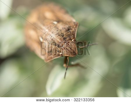Macro Shot Of Tortoise Shield Bug On Plant.