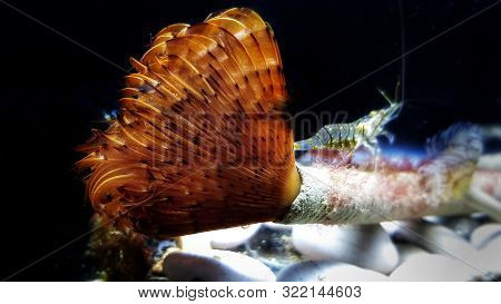 The Spiral Tube Sea Worm - Spirographis Spallanzani