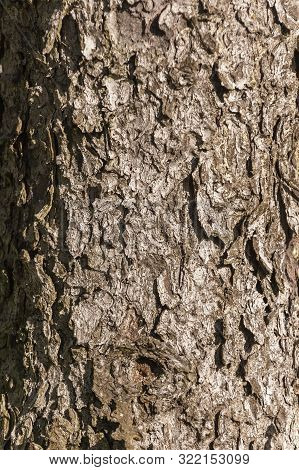 Rough Bark On Spruce Tree In Pocket Park On New Bedford Waterfront