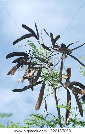 Close Up Leucaena Glauca Seeds In Nature Garden