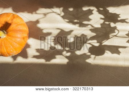Autumn Pumpkin Lies On A Canvas With A Pattern Of Shadows Of Maple Leaves, Which Draws Sunlight