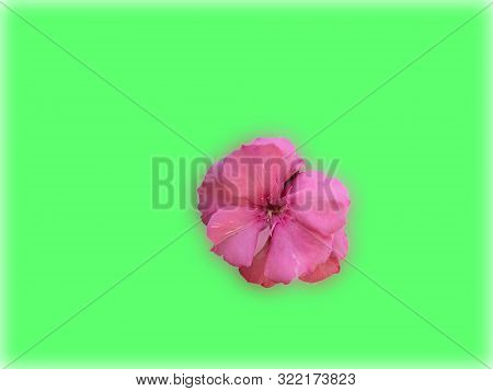 Cascabela Thevetia Is An Evergreen Tropical Shrub Or Small Tree. Its Leaves Are Willow-like, Linear-