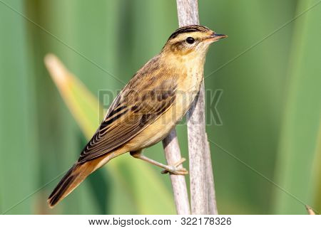 Sedge Warbler (acrocephalus Schoenobaenus) On Reed In Summer, Podlasie Region, Poland, Europe