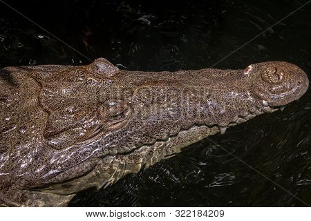 American Crocodile (crocodylus Acutus) In A Swamp In Black River, Jamaica