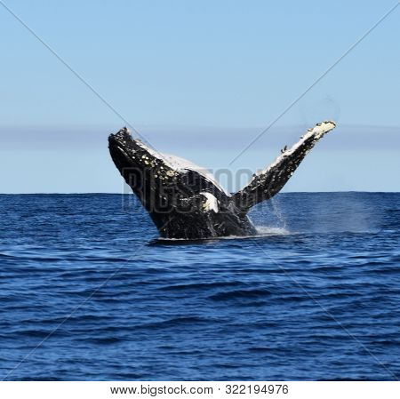 Whale Breaching, In Ocean Off The Coast Of New South Wales, Australia