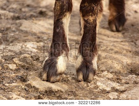 The Legs Of A Mountain Sheep On The Ground In A Park.