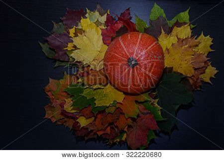 Autumn Background With Mini Pumpkins On Maple Leaves Overhead View . Dark Background. Low Key.