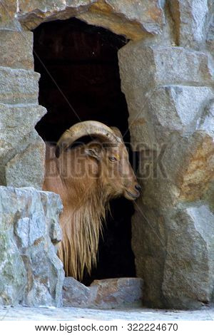 A Male Goat, Capricorn