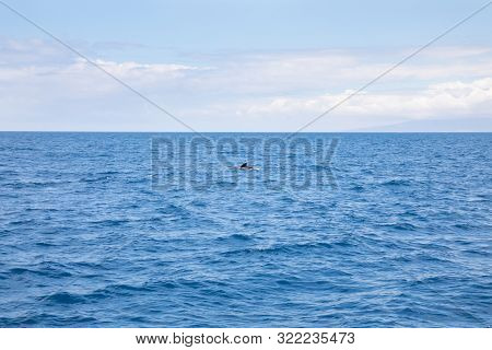 Distant Fin Of Pilot Whales Swimming In Atlantic Ocean