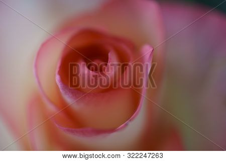 Close Up View Of A Beautiful Rose. Macro Image Of Beautiful Rose On Dark Background