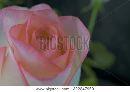 Close Up View Of A Beautiful Rose. Macro Image Of Beautiful Rose On Dark Background