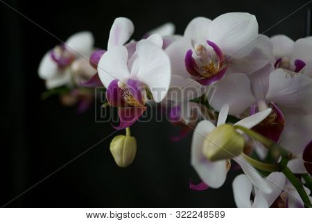 Macro View Of A Beautiful White Orchid On Dark Background. Phalaenopsis Orchid