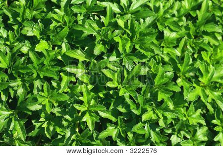 Plantas