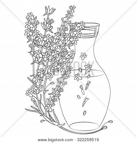Vector Corner Bouquet With Outline Lavender Flower Bunch, Bud, Leaves And Bottle Of Essential Oil In