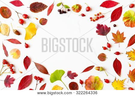Abstract, Autumn, Autumn Composition, Autumn Layout, Autumnal, Background, Berry, Card, Colorful, Co