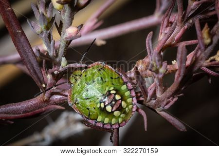 Young Nezara Viridula Stay On Plant Looking For Food
