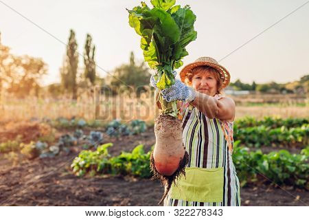 Farmer Pulled Beetroot Out Of Soil And Holding It. Autumn Harvesting. Picking Vegetables.