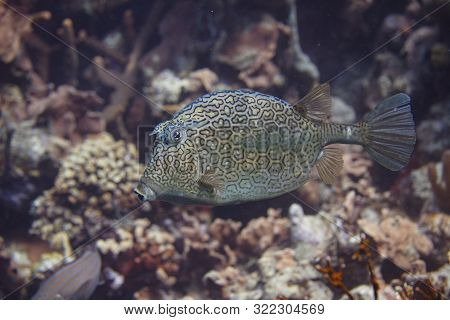 Honeycomb Cowfish